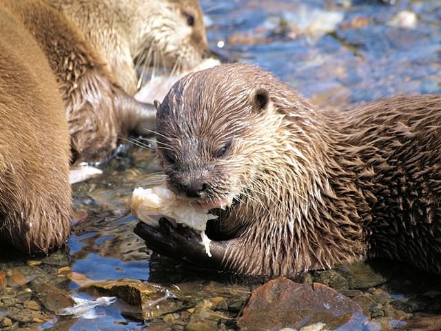 餌を食べるカワウソ